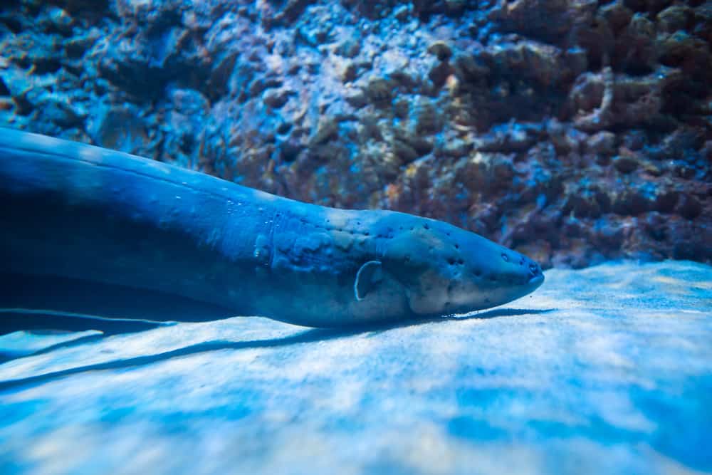 l'anguilla elettrica è più veloce rispetto alle meduse in scatola