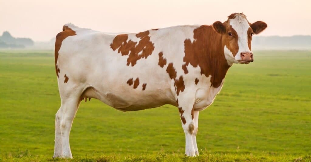 I migliori animali da fattoria