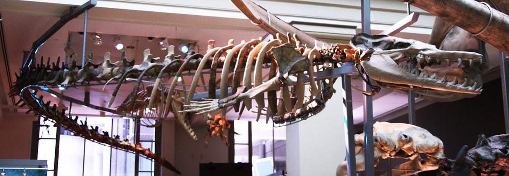 Basilosaurus cetoides - vista totale - Smithsonian Museum of Natural History