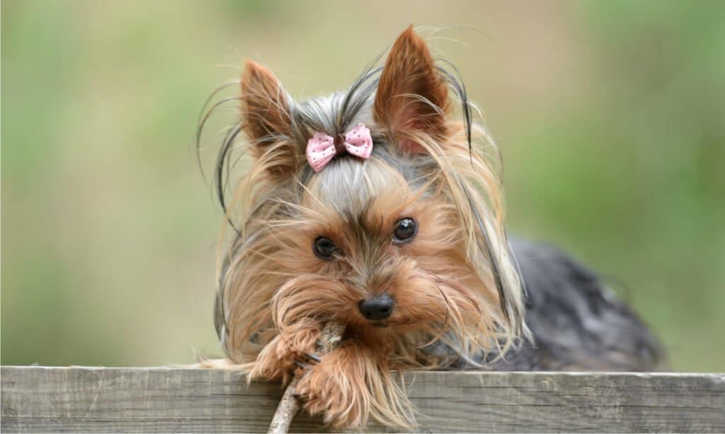 cibo per cani per yorkies