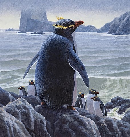 Pinguino Chatham (Eudyptes warhami)