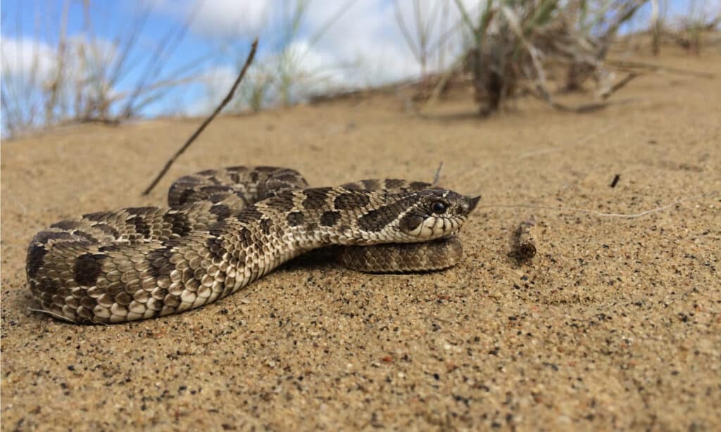 Serpenti del fiume Mississippi