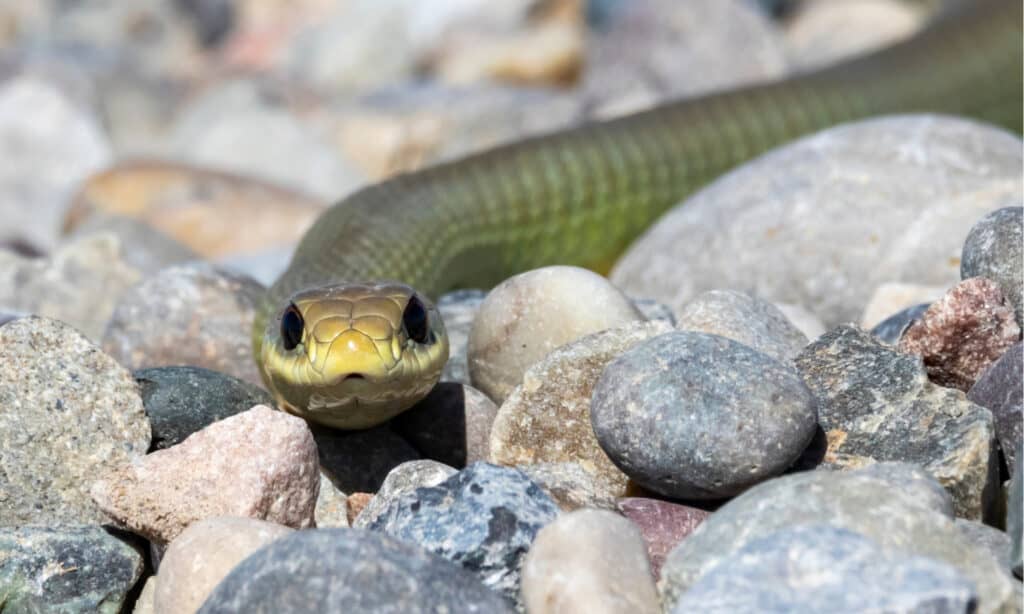 Serpente corridore nordamericano