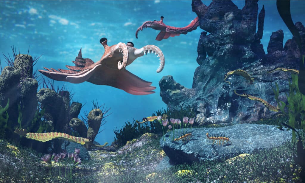 Anomalocaris era un predatore all'apice che sembrava un gambero ma di dimensioni molto più grandi.