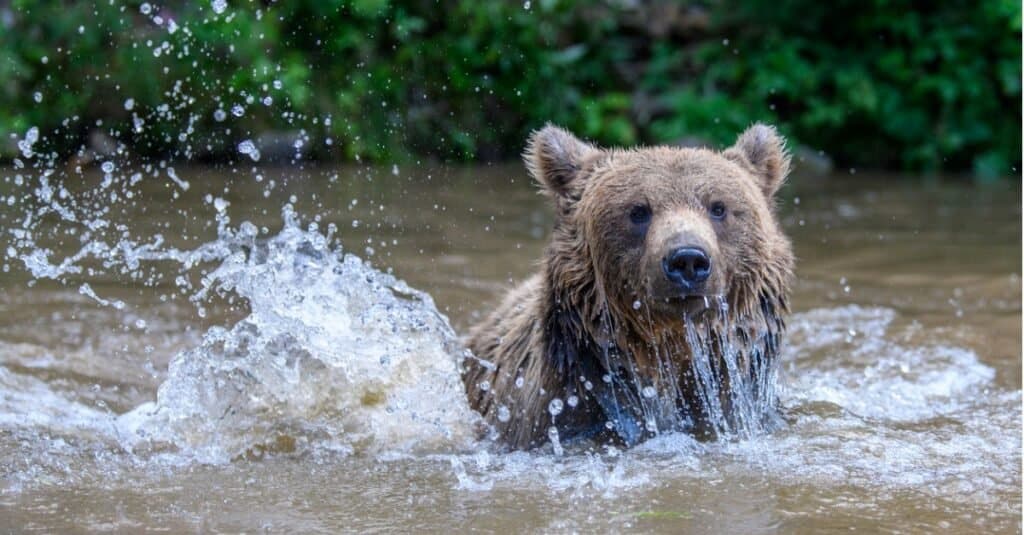 Scopri l'isola più infestata da orsi grizzly sulla Terra