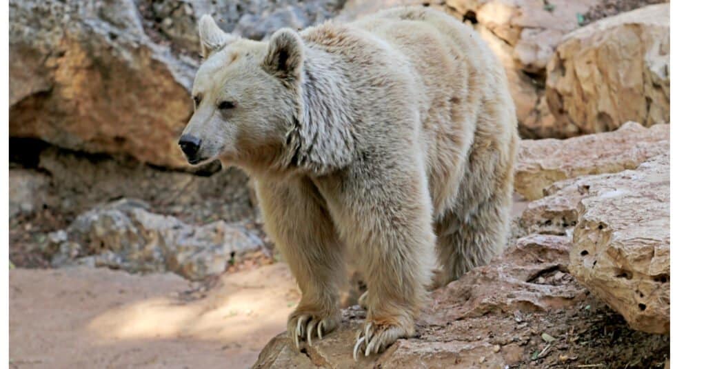 Orso polare contro Grizzly - Orso Pizzly