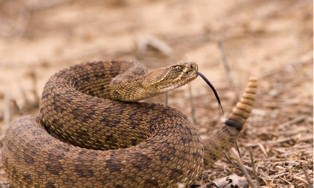 Serpente a sonagli occidentale