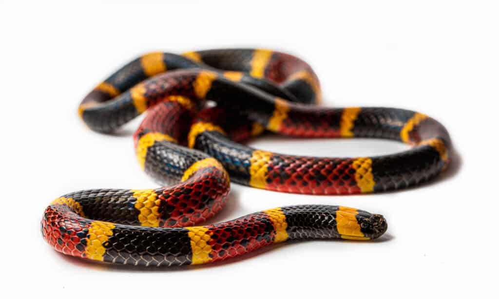 Scopri i serpenti X più grandi e pericolosi del Texas quest'estate