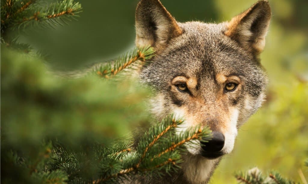 lupo eurasiatico che guarda dietro un albero