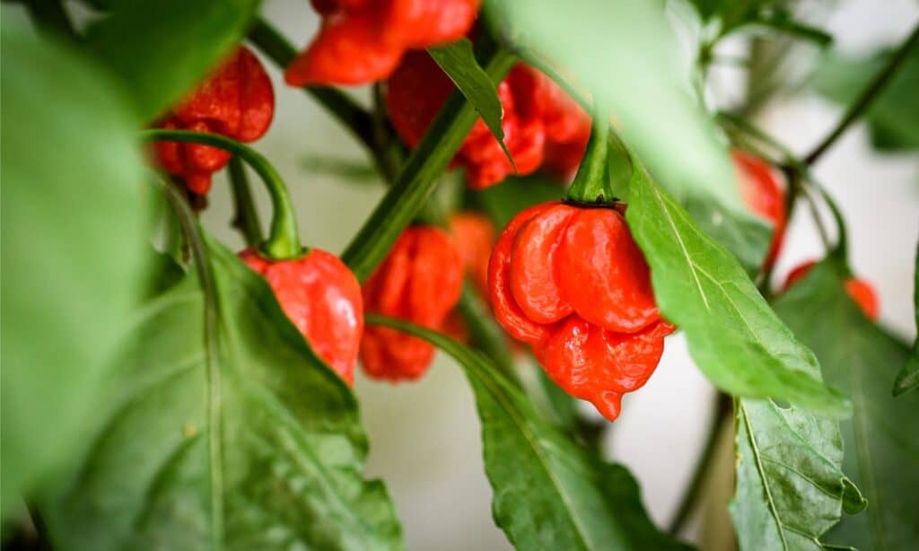 peperoncino di scorpione