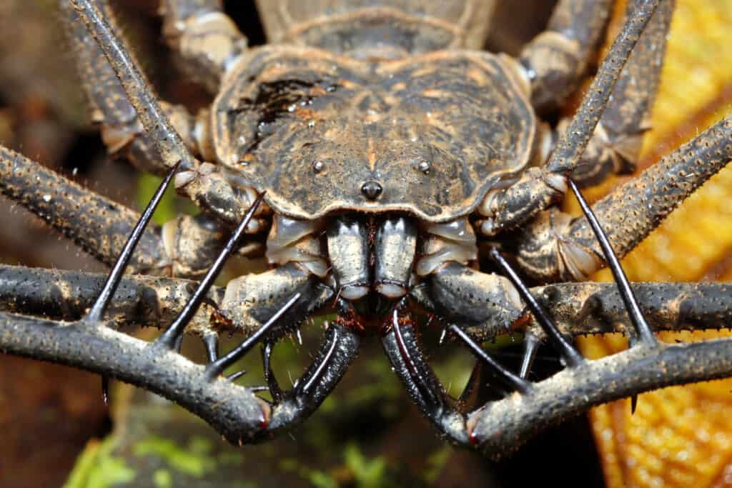 Scorpione senza coda