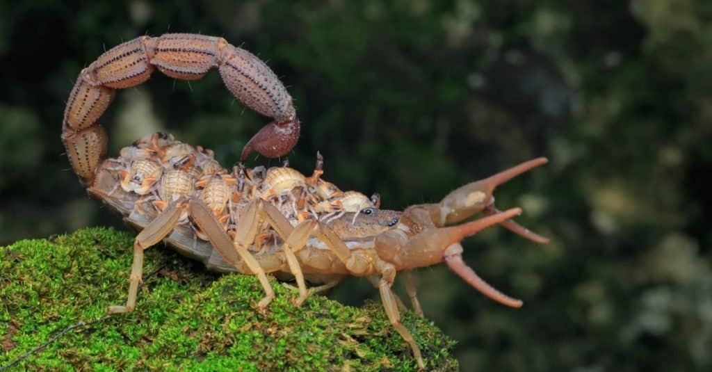 Una madre scorpione (Hottentotta hottentotta) tiene i suoi piccoli sulla schiena.