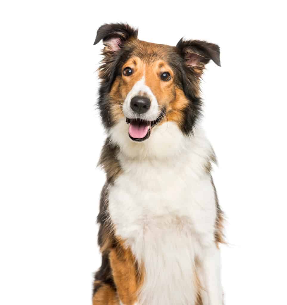 Scotch collie seduto isolato su sfondo bianco