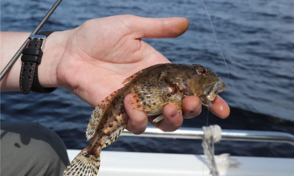 La pelle dello Sculpin è pungente e le spine sulla testa e sulle pinne contengono un veleno.  È facile per un pescatore rimanere bloccato dalle spine di questo pesce mentre lo maneggia.
