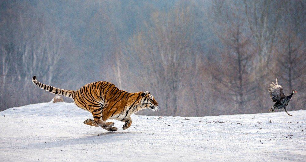 Perché le tigri sono in pericolo?  - Tigre siberiana che insegue un uccello
