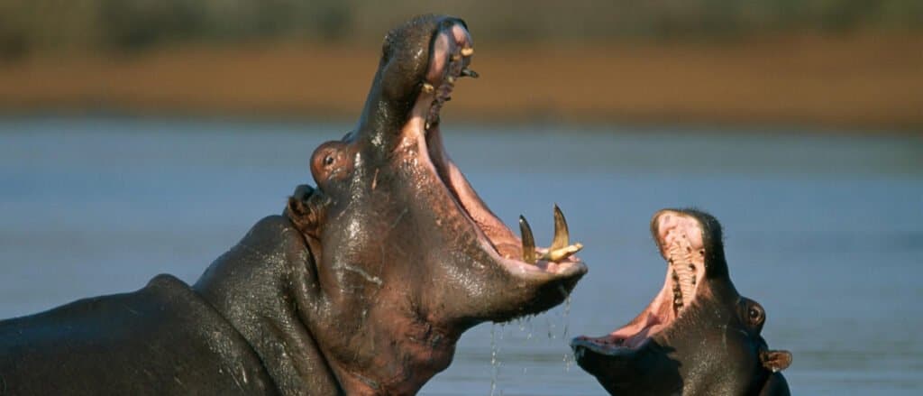 Il morso di animale più forte è l'ippopotamo