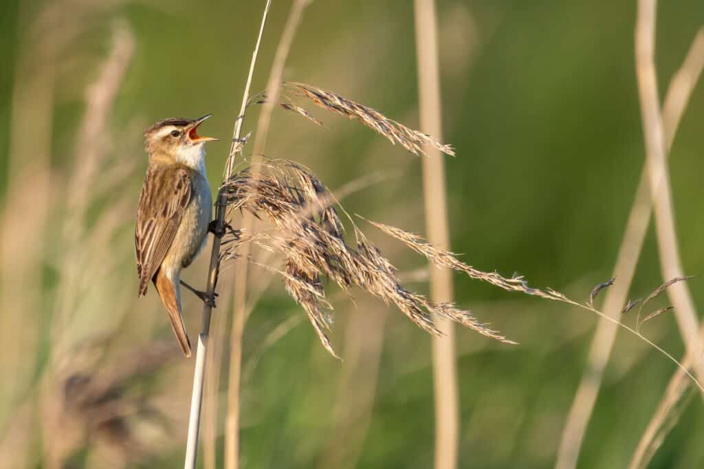 Un canarino carice che canta mentre è appollaiato verticalmente su una canna