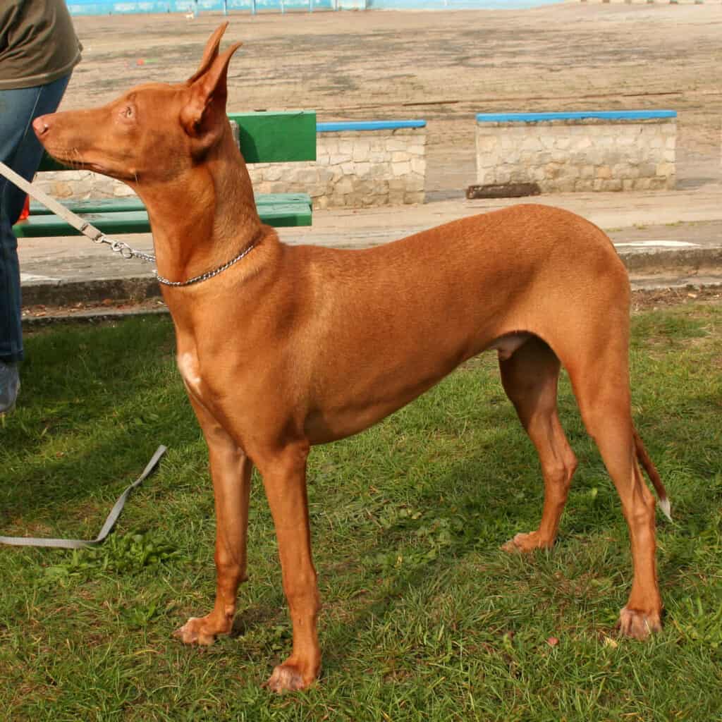 Segugio Faraone