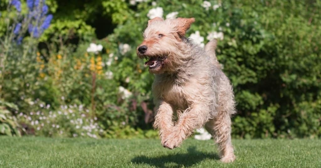 Otterhound che corre e gioca in giardino.