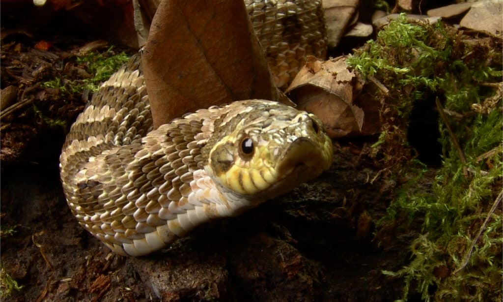 Un'inquadratura frontale del muso di un serpente hognose delle pianure