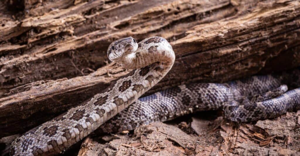 Primo piano di un serpente hognose occidentale, Heteroden nasicus, su legno vecchio di un albero.  Il serpente ha un corpo marrone o marrone chiaro con 35-40 macchie più scure come camuffamento.