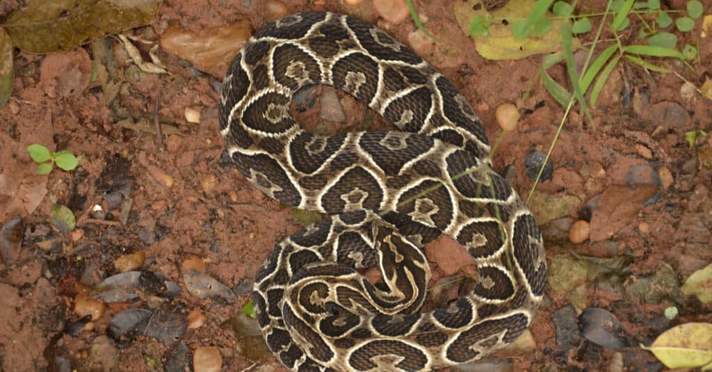 Il serpente Urutu mostra uno schema vivido
