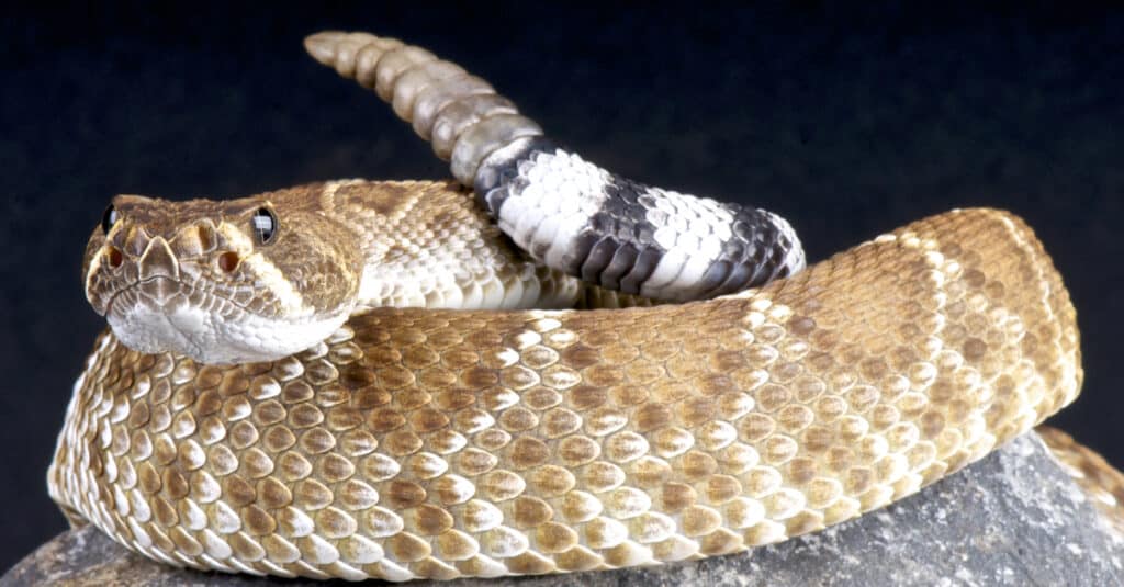 Quando i serpenti a sonagli perdono i loro sonagli