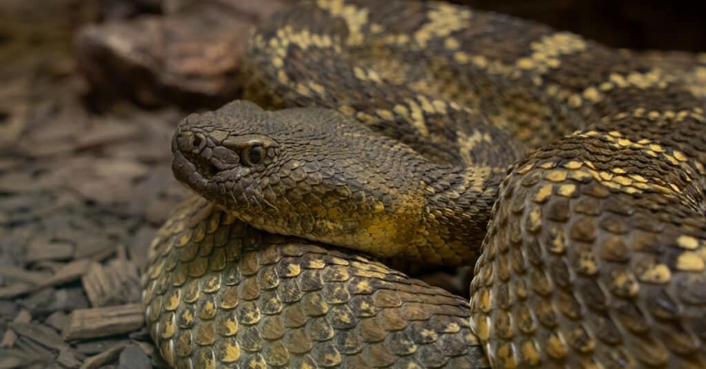 Popolazione di serpenti a sonagli Mojave in Alabama