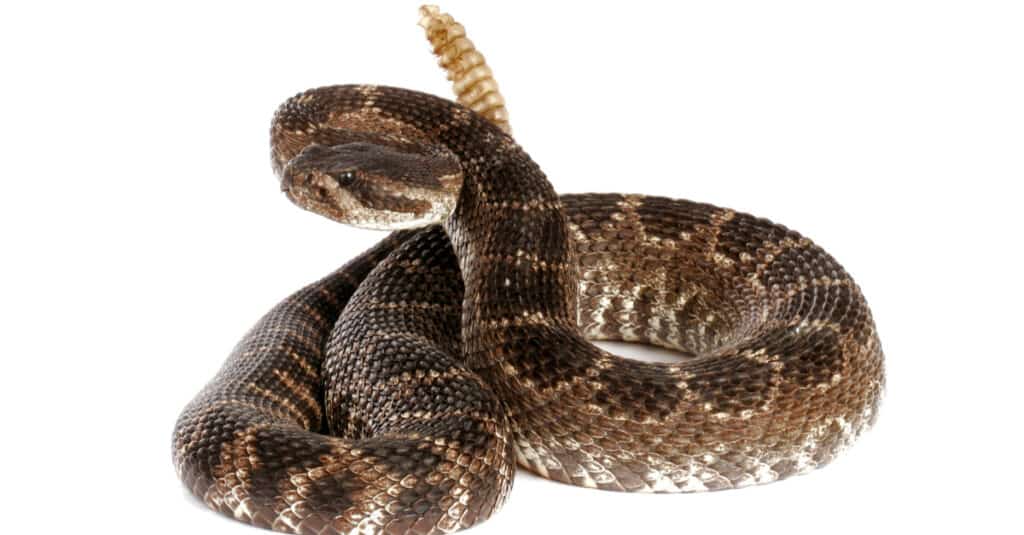 Serpente a sonagli del Pacifico meridionale