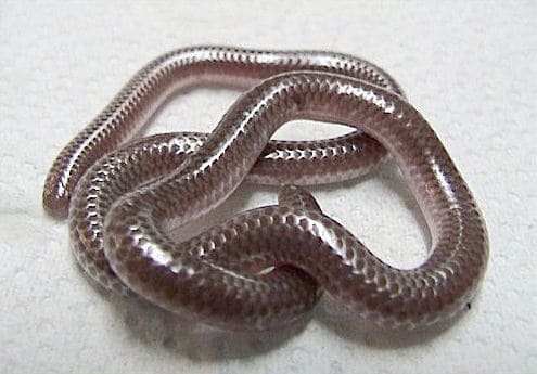 Serpente cieco del Texas