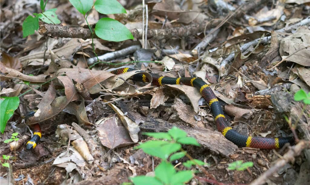 Il serpente corallo del Texas che si nasconde sotto le foglie.  le zanne di questo serpente sono corte, scanalate e situate nella parte anteriore della bocca sulla mascella superiore.
