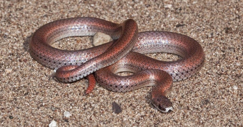 Un serpente dalla coda aguzza (Contia tenuis), vicino al lago Birth, nella contea di San Luis Obispo, in California