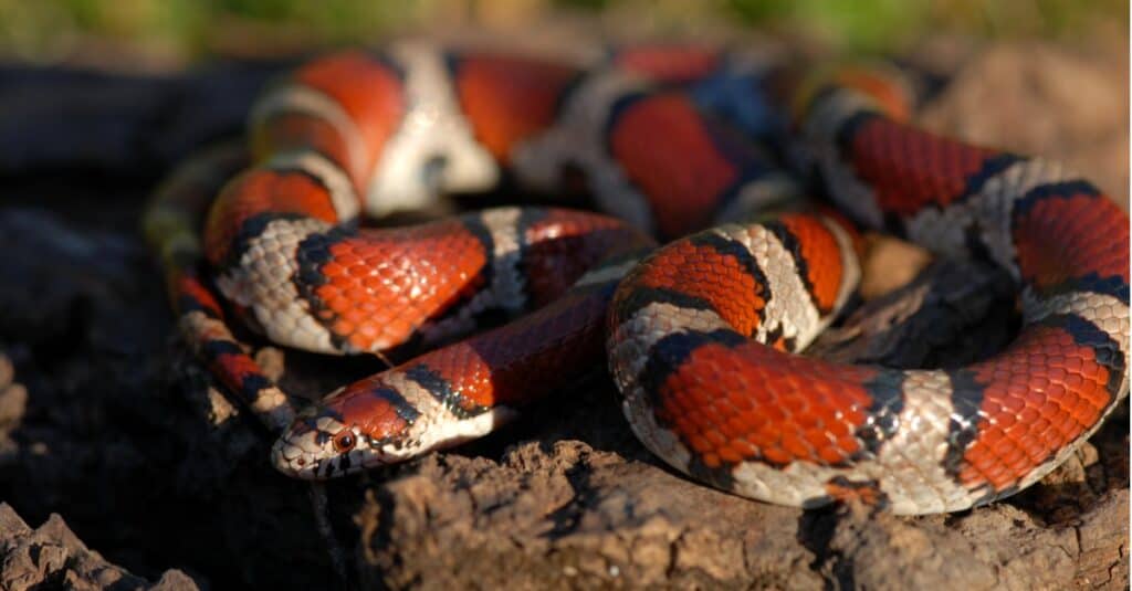serpente del latte rosso comune rannicchiato