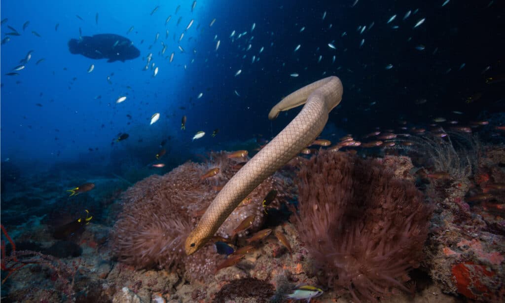 Il serpente marino olivastro usa la coda come una pagaia per spingerlo attraverso l'acqua nel bioma della barriera corallina.