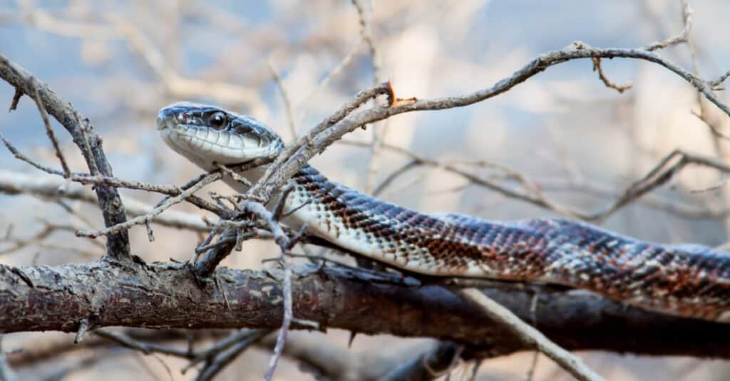 Il serpente ratto del Texas è un serpente relativamente lungo, di dimensioni comprese tra 4 e 6 piedi.