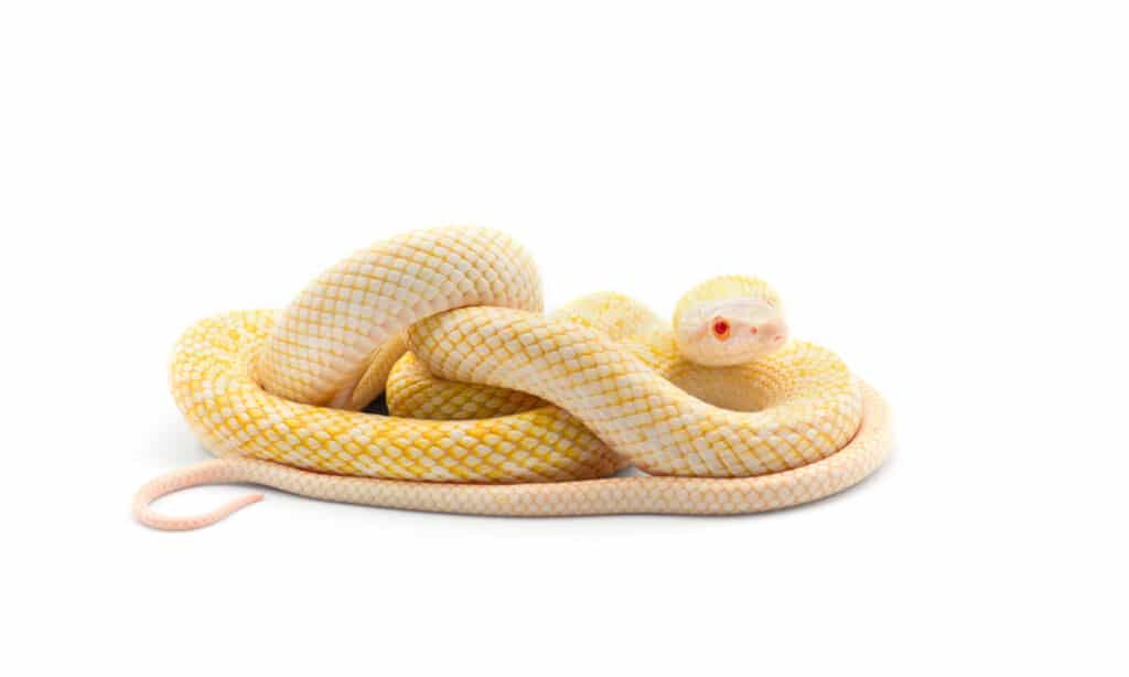 Il serpente ratto giapponese albino è un simbolo di buona fortuna.