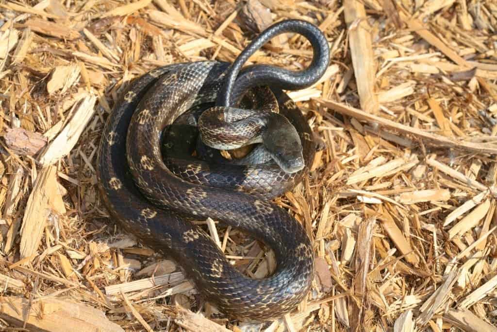 Serpente di ratto occidentale