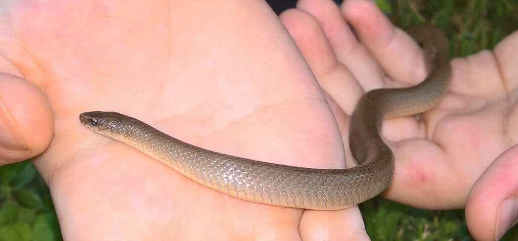Serpente ruvido della terra