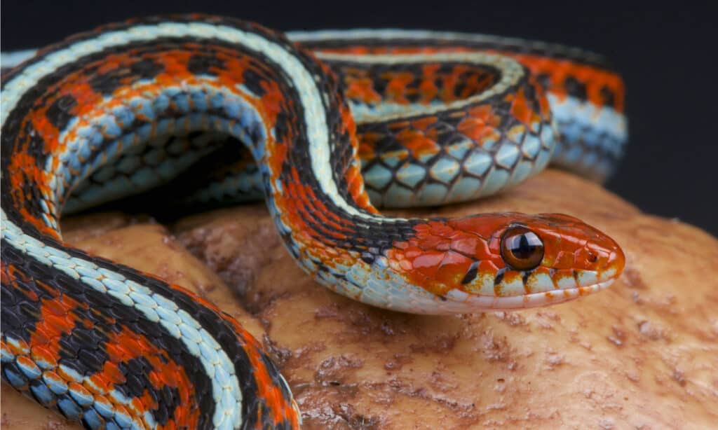 Il serpente giarrettiera di San Francisco è caratterizzato da una brillante colorazione blu-verde o verde-gialla lungo lo stomaco e i lati.