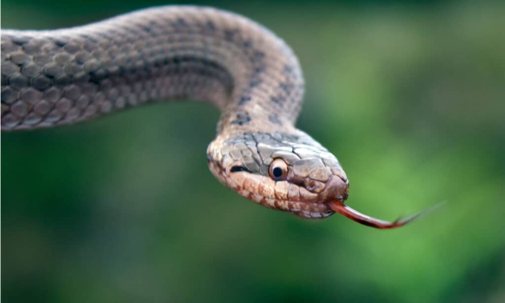 Un serpente liscio con la testa sollevata che fa schioccare la lingua