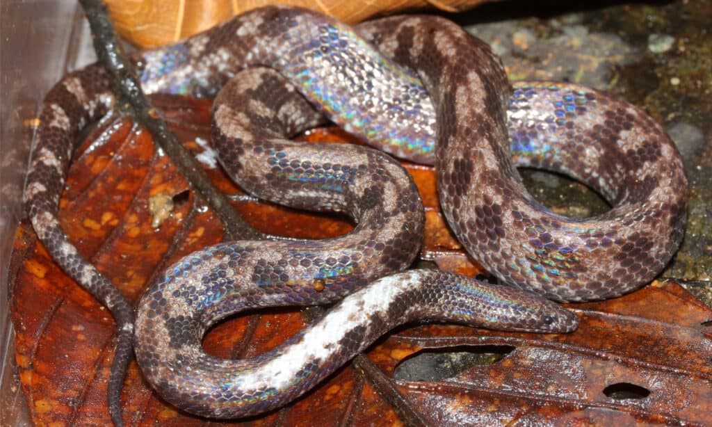 Un serpente raggio di sole sulla lettiera