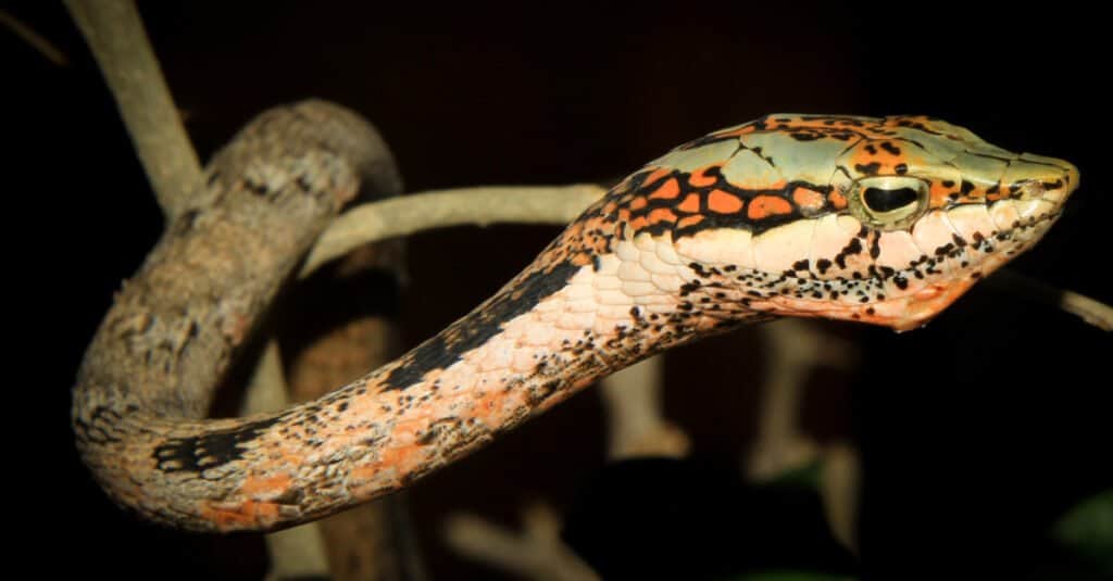 Ramoscello serpente (Thelotornis capensis) da Gauteng, Sud Africa.  I loro occhi sono quasi unici nel mondo dei rettili, con una visione binoculare acuta e pupille a forma di buco della serratura.