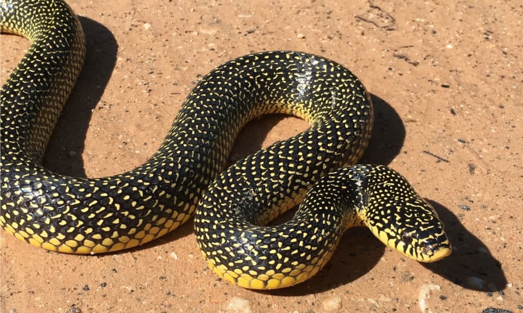 Lo Speckled Kingsnake ha un corpo nero lucido con punti giallo-biancastri sulle sue squame.