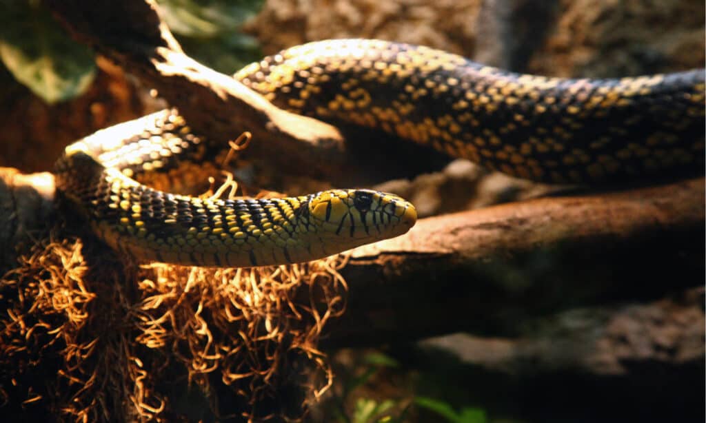 Serpente di ratto tigre