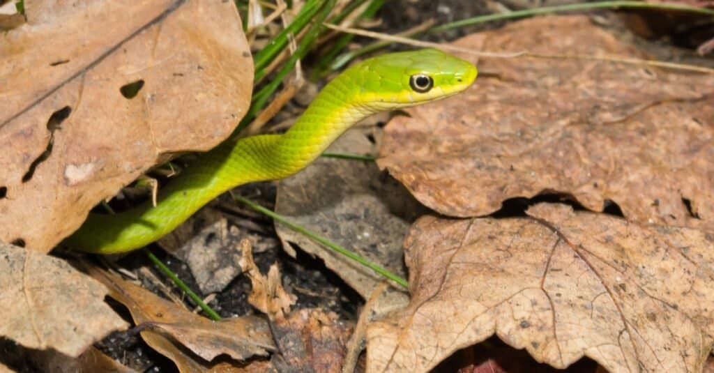 Serpente velenoso vs non velenoso