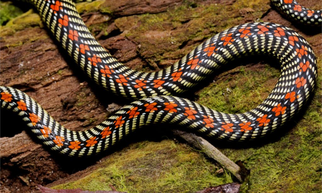 Dettagli del modello di serpente volante del paradiso