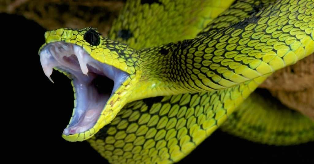 Serpente, vipera dei grandi laghi