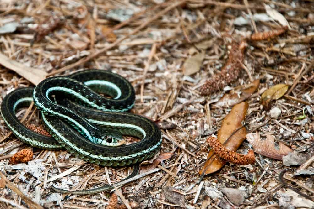 Serpente Giarrettiera Bluestripe