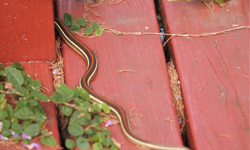 Serpente giarrettiera del Texas