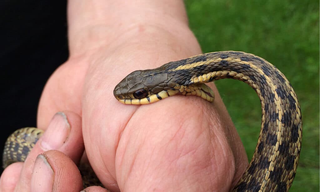 morso da un serpente